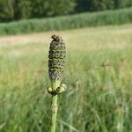 Equisetum ramosissimum ഫലം