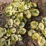 Barbarea vulgaris Leaf