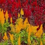 Celosia argentea Tervik taim