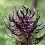 Phyteuma ovatum 花