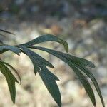 Bidens subalternans Leaf