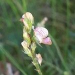 Onobrychis supina Квітка