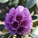 Rhododendron hodgsonii Květ