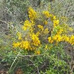 Cytisus galianoi Квітка