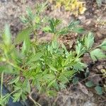 Petroselinum crispum Leht