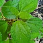 Boehmeria cylindrica Листок