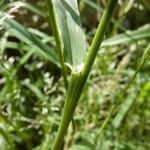 Eragrostis virescens Cortiza
