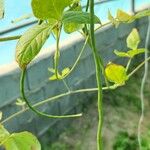 Vigna unguiculata Fruit