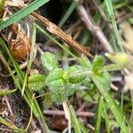Cerastium glomeratum Leaf
