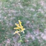 Corydalis aurea Flor