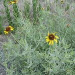 Helianthus ciliaris Συνήθη χαρακτηριστικά