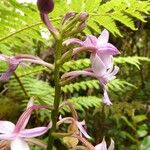 Calanthe sylvatica Λουλούδι