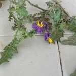 Solanum virginianum Floare