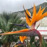 Strelitzia reginaeKvet