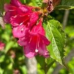 Weigela hortensis 花