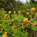 Vachellia tortuosa Tervik taim