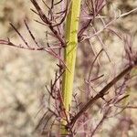 Leptorhabdos parviflora Bark