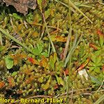 Saxifraga hirculus Folha