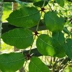 Zanthoxylum clava-herculis Hoja