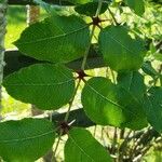 Zanthoxylum clava-herculis Leaf