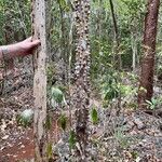 Zanthoxylum caribaeum Bark