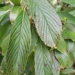 Viburnum sieboldii Levél