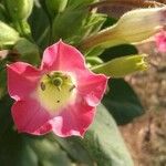 Nicotiana tabacum Blomma