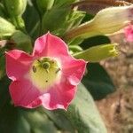 Nicotiana tabacum Flor