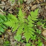 Botrychium virginianum Leaf