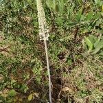 Drimia pancration Hábito