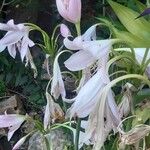 Crinum moorei Flower