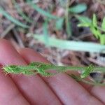 Mimosa quadrivalvis Leaf