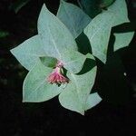 Arctostaphylos pallida 葉