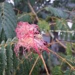 Albizia julibrissin花