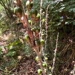 Asphodelus ramosus Fruit