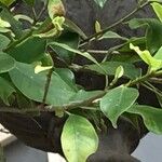 Ficus thonningii Лист