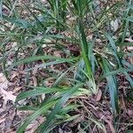 Dianella caerulea Folha