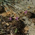 Dianthus lusitanus Habit