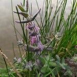 Teucrium scordium Kukka