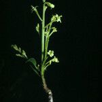 Micrandra elata Flower