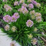 Allium angulosumപുഷ്പം