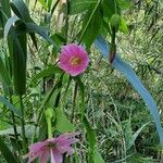 Passiflora tripartita Kukka
