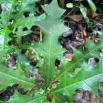 Acanthus ilicifolius Folio