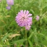 Knautia arvensisBlomst