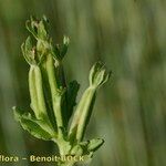 Legousia hybrida Sonstige