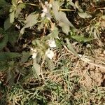 Hygrophila auriculata Floare