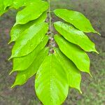 Millettia laurentii Leaf