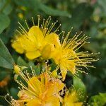 Hypericum hircinum Fiore