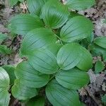 Polygonatum latifolium 葉