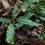 Habenaria macrandra Feuille